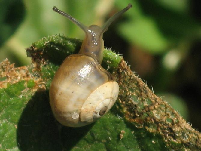 Gasteropode